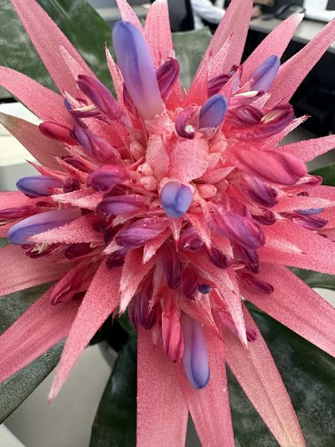 Acmea fasciata bromeliad, styled to bring texture and visual interest to an interior space and professionally maintained in Boise, Idaho.