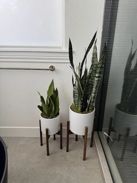Interior plant styling and Boise residential home.