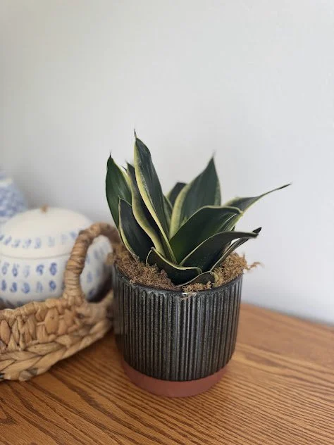 Plant accents Boise residential home.