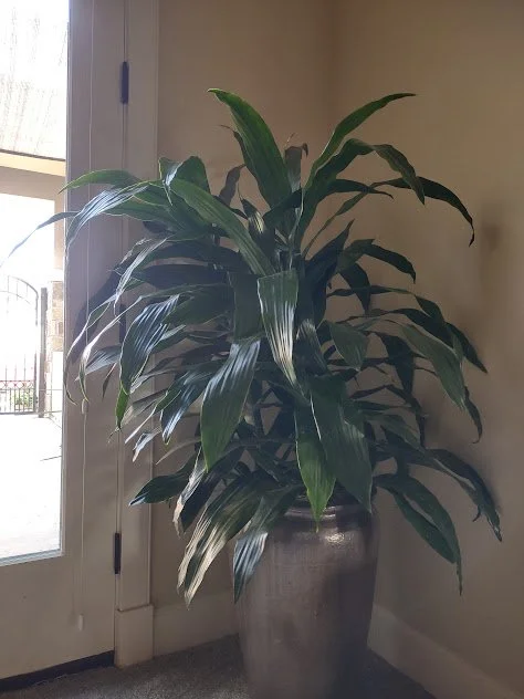 Statement Dracena used to anchor an empty corner, bringing balance and greenery to a private residence, Boise, Idaho.