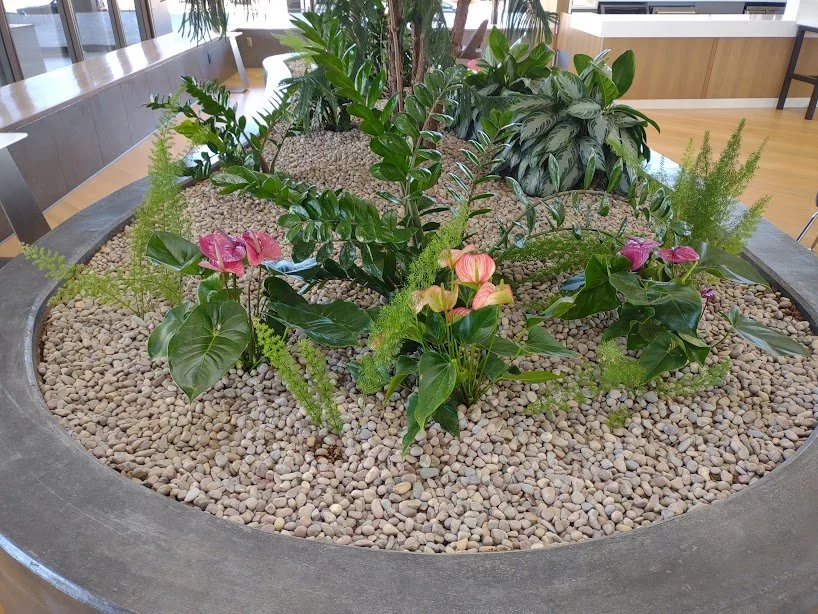 Anthurium Bed installation with a mixed anthurium display anchoring one end, thoughtfully designed to welcome guests transitioning from the parking garage and professionally maintained in the Treasure Valley.