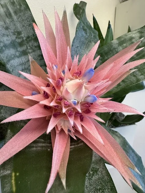 Acmea fasciata bromeliad, selected for its bold structure and distinctive appearance, professionally maintained in the Treasure Valley.