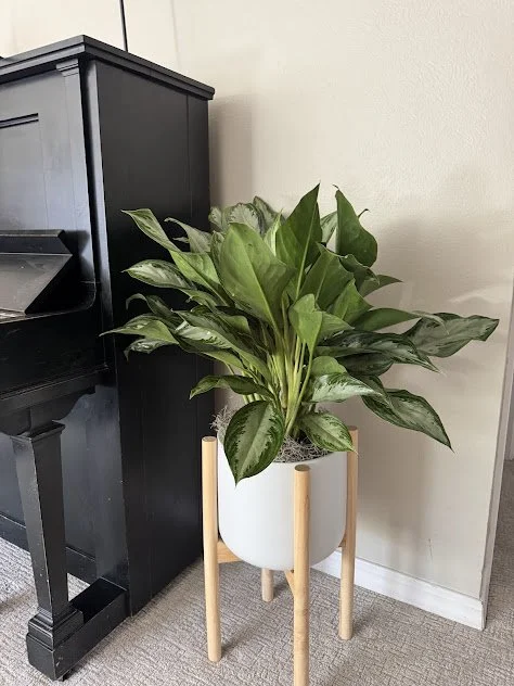 Balanced plant styling within a Boise residential interior before.