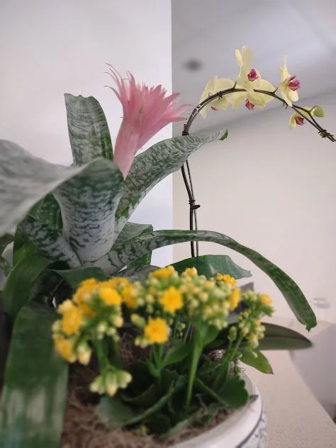 Spring themed yellow and pink orchid arrangement for professional space in boise professional interior maintenance