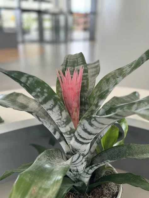 Bromeliad accent arrangement, designed to create a welcoming focal point at a front desk and professionally maintained by the plant people in Boise, Idaho.