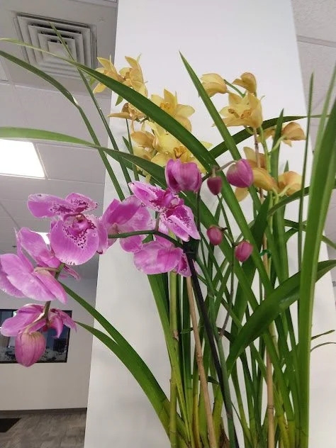 Large orchid arrangement thoughtfully styled for a refined commercial space and professionally maintained.