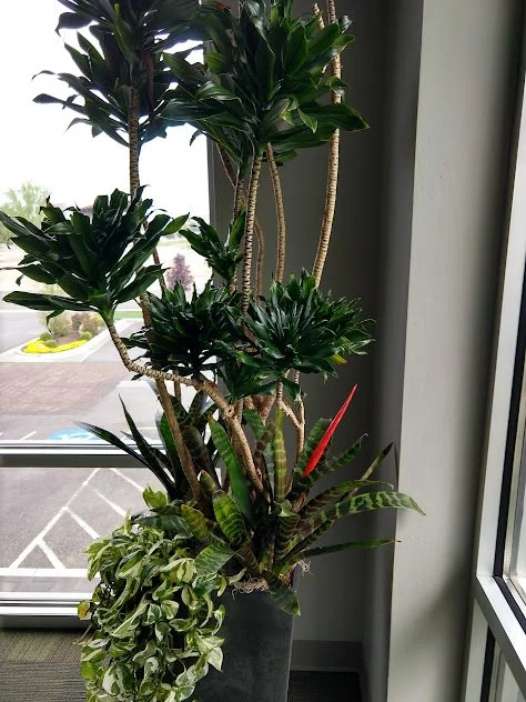 Bromeliad accent installation, designed to introduce color visual interest to a layered interior plant display professionally maintained in Boise, Idaho.