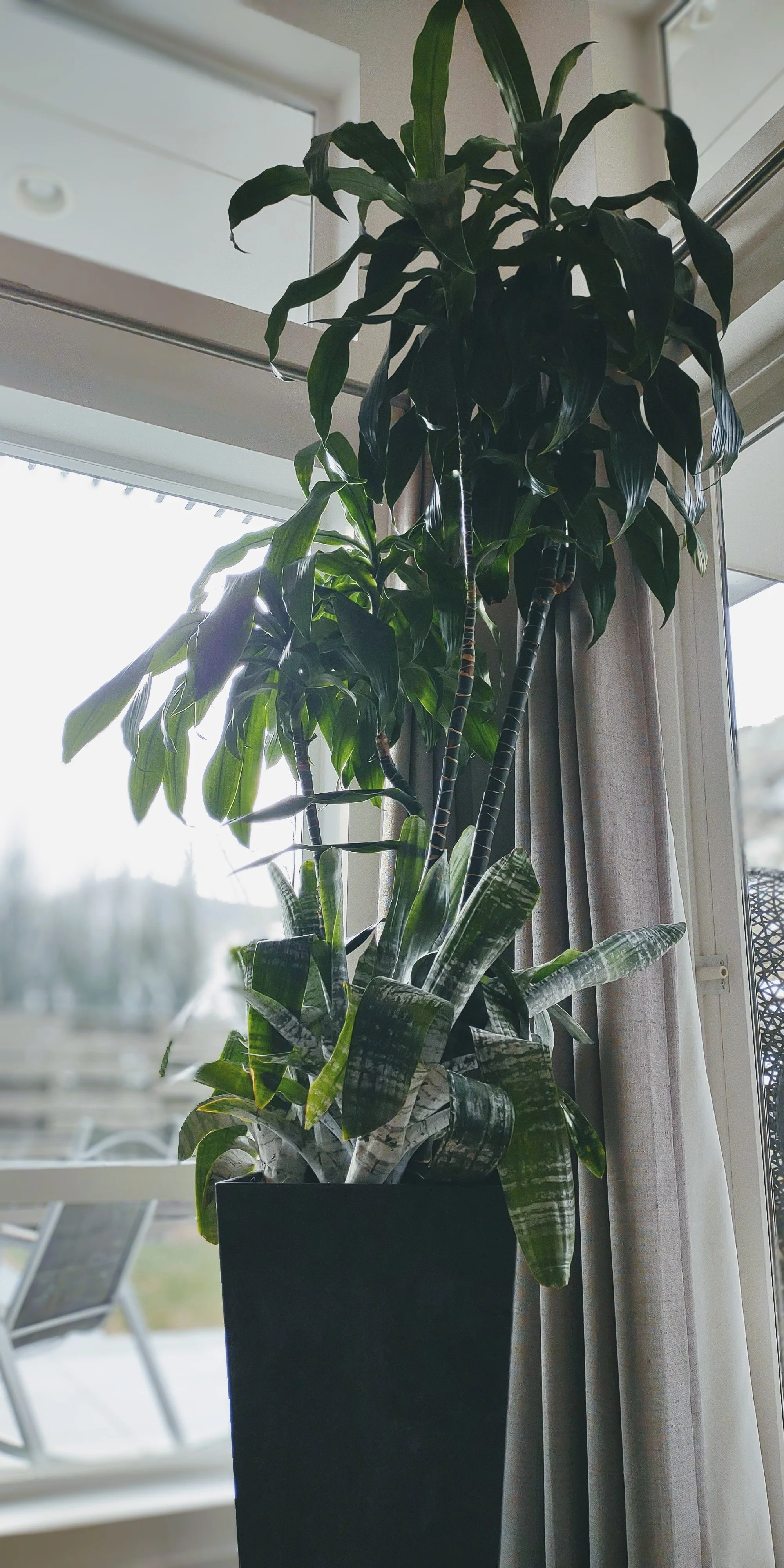 Large scale interior tree with integrated bromeliad color accents, Adding contrast and visual interest within a private Boise Residence.