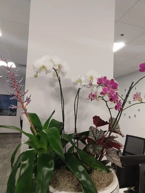 Large arrangement featuring Orchids, bromeliads, and tropical foliage, thoughtfully designed for a refined interior and professionally maintained by the plant people in Boise, Idaho.