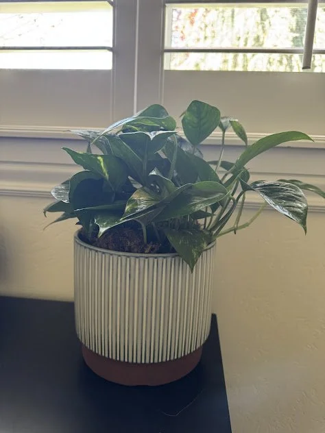 Residential plant design bringing natural elements into a Boise home.