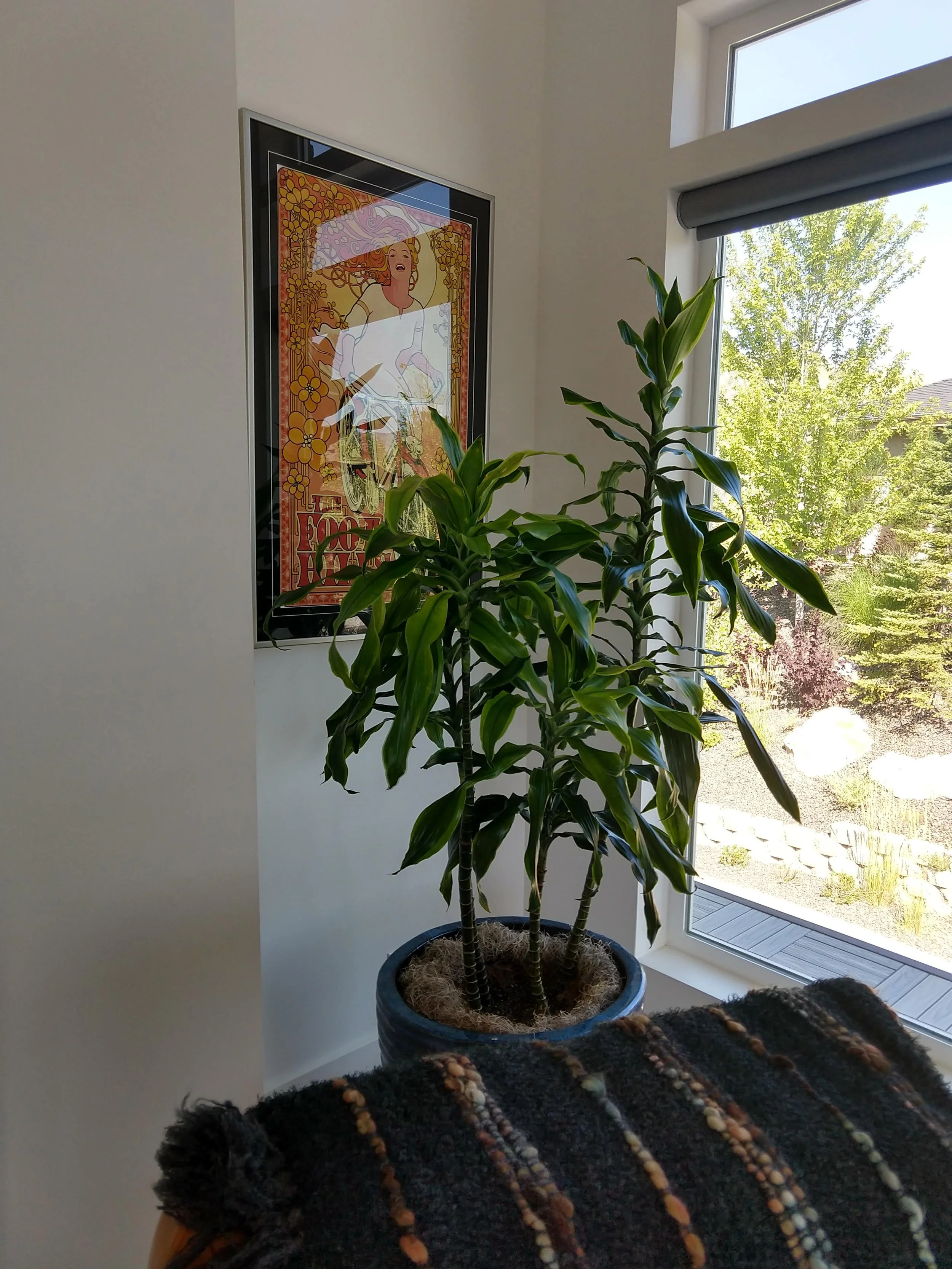 Statement Dracaena positioned in a bright corner, enhancing a residential interior in Boise, Idaho.