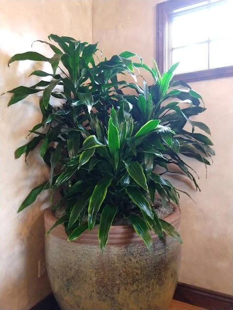 Statement planner filled with dracaena forming a full corner installation behind a sofa and a residential setting.