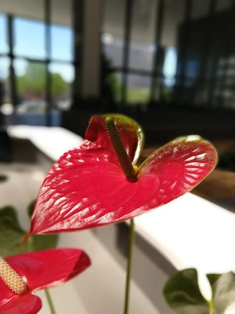 Anthurium accent installation, thoughtfully placed at a front desk to enhance the entry experience and professionally maintained in the Treasure Valley.