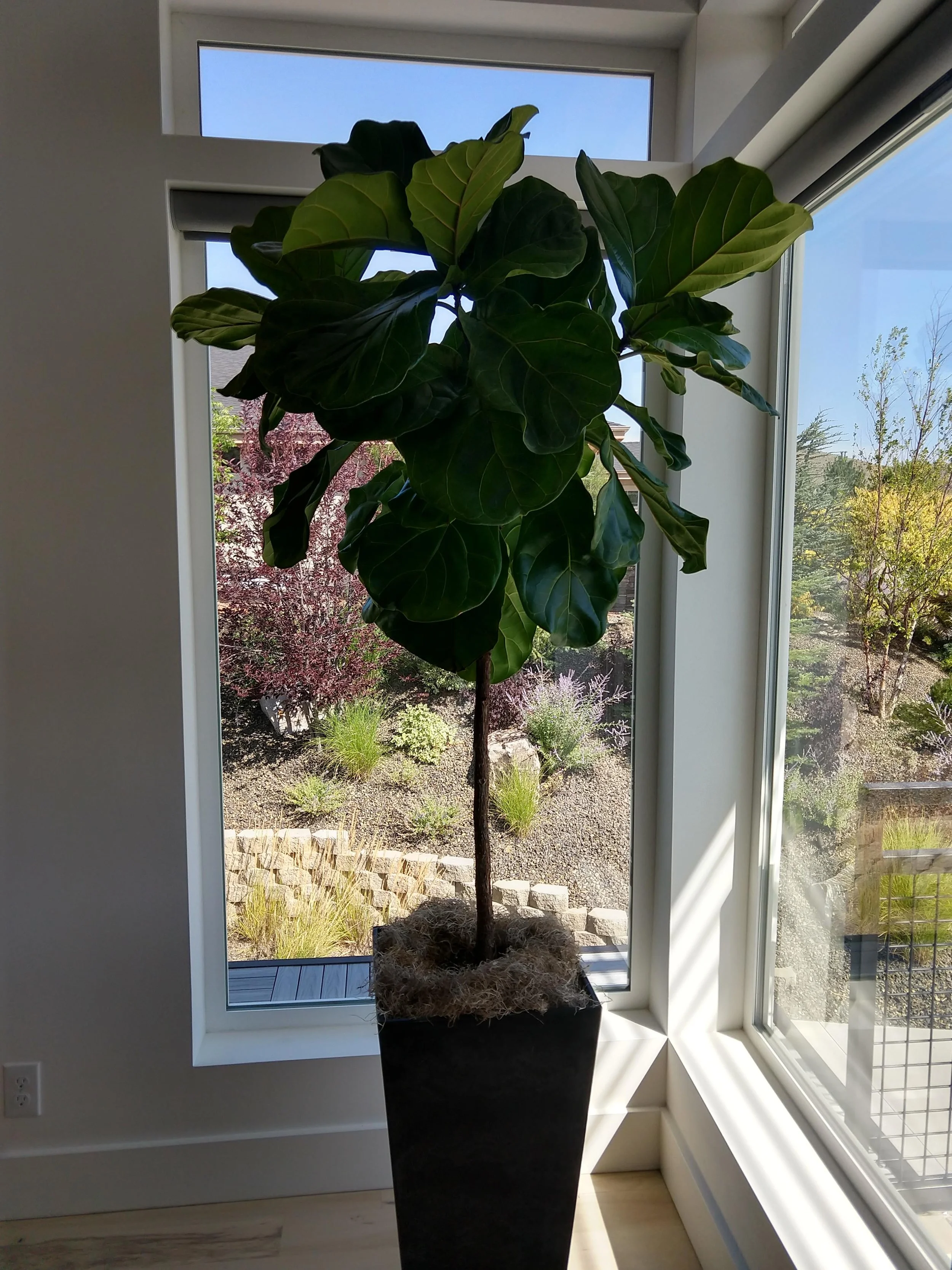 A statement fiddly Fig placed in a sunlit corner, enhancing a residential interior in Boise, Idaho.