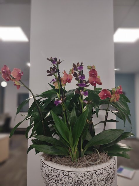Large orchid arrangement installed and professionally maintained by The Plant People in Boise, Idaho.