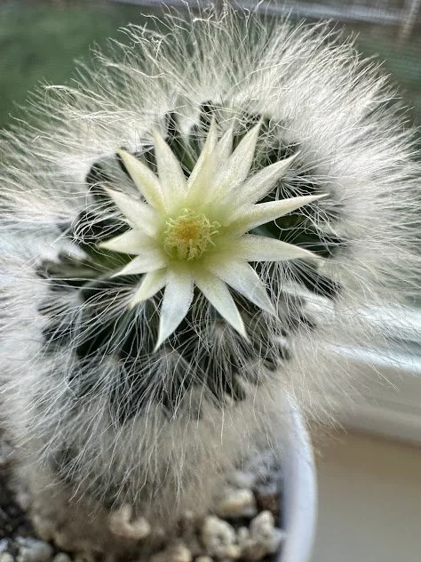 Flower and cactus featured for its rare bloom and striking contrast, professionally maintained by The Plant People in Boise, Idaho.