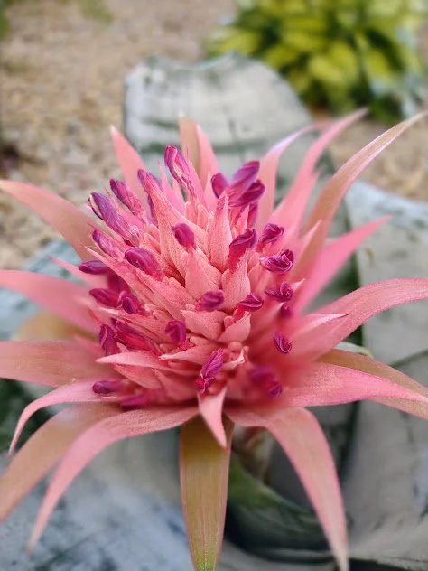 Acmea fasciata bromeliad featured for its striking form and sculptural presence, professionally maintained by the plant people in Boise, Idaho.