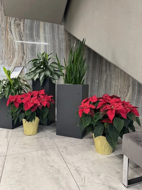 Holiday Poinsettia display in a Professional Meridian Lobby