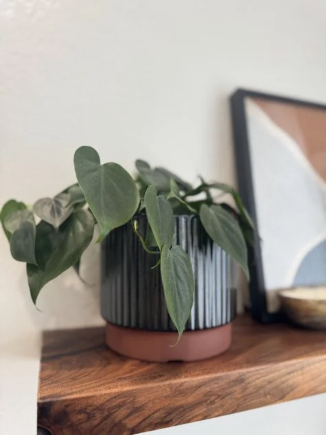 Plant accent on bookshelf in residential environment.