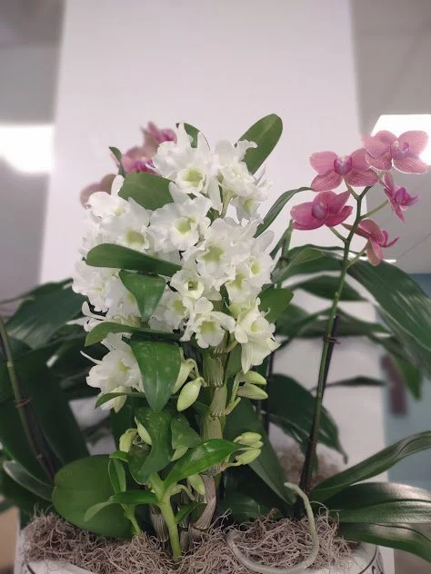 Large orchid display styled for a modern interior and maintained by a Boise based plant care company