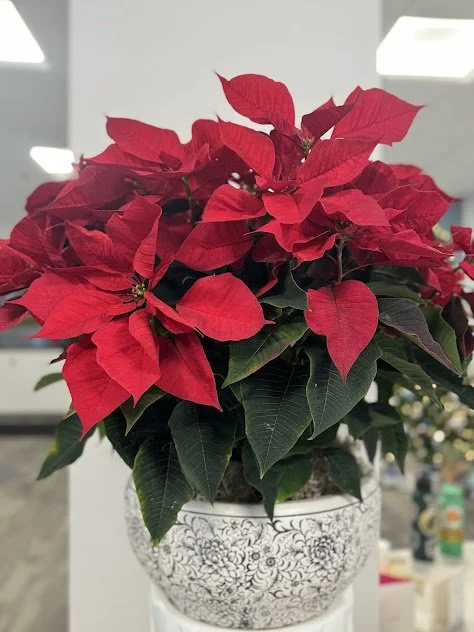 Large poinsettia arranged in an orchid style container bringing a seasonal element to Boise Idaho professional space