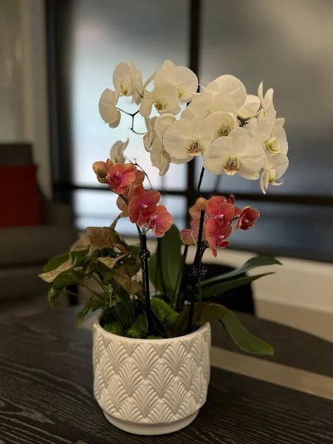 White and pink small orchid arrangement styled for a Luxury hotel in Boise ID.