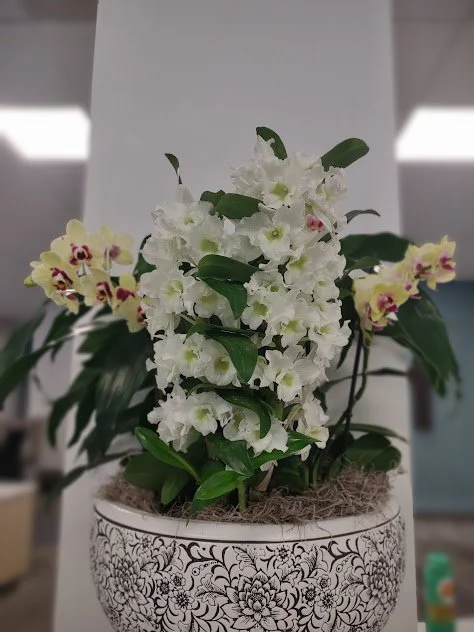 Large orchid arrangement for interior environments, professionally maintained in the Treasure Valley.