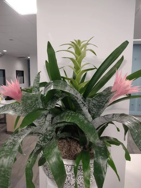 Large bromeliad arrangements, styled for professional environment and maintained in the Treasure Valley.