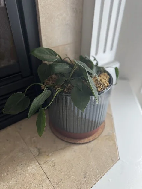 Interior greenery designed to complement a Boise residential home.