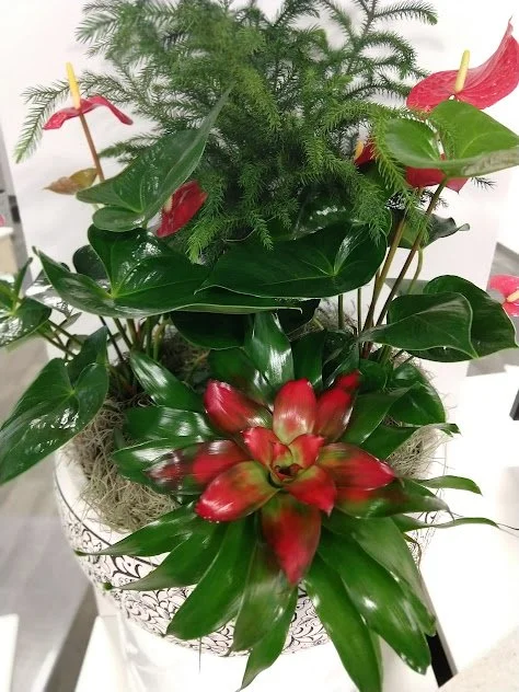 Bromeliad, Anthurium and Norfolk pine arrangement styled for a Boise, Idaho professional space. Designed and maintained for long term plant health.