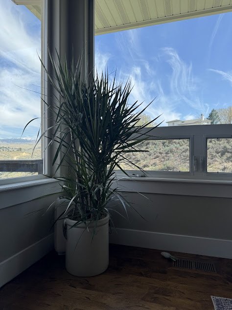 refined interior plant design in a boise residential setting before.