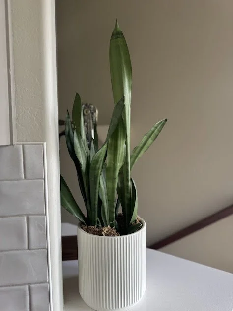 Thoughtfully placed indoor plants in a Boise residential setting after