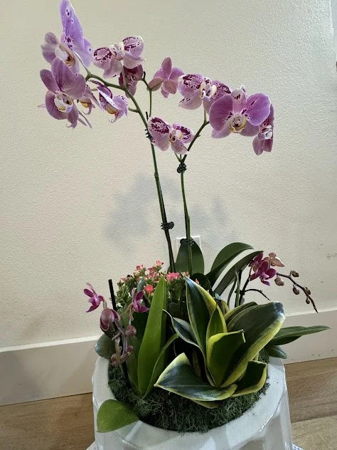 Small orchid arrangement Interior plant care Boise ID.