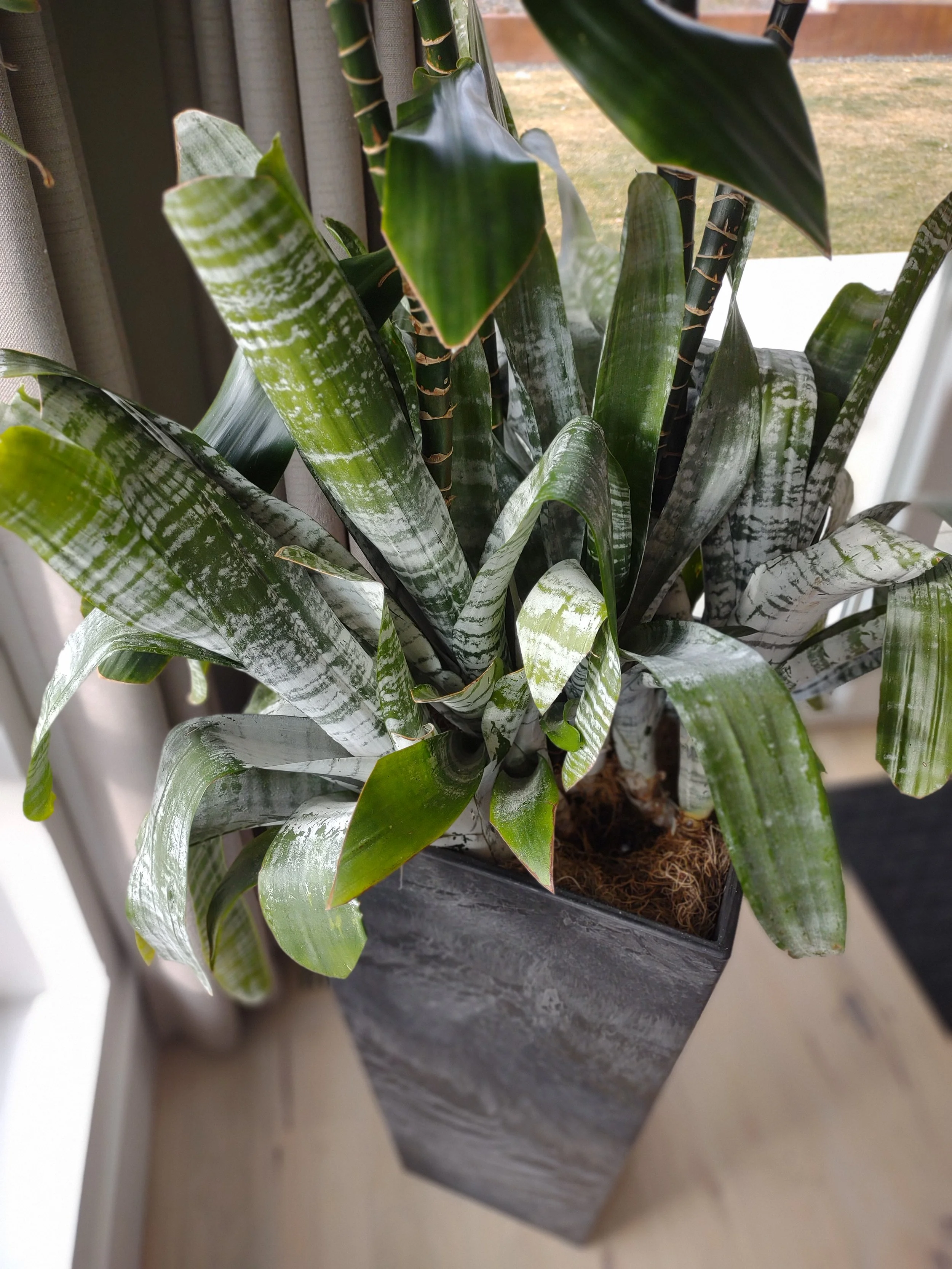 Detailed view of a bromeliad color spot, highlighting texture and contrast in a residential setting, boise, Idaho.