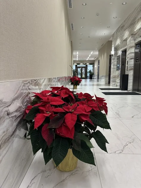 Holiday poinsettia maintenance displayed in a meridian lobby professionally cared for