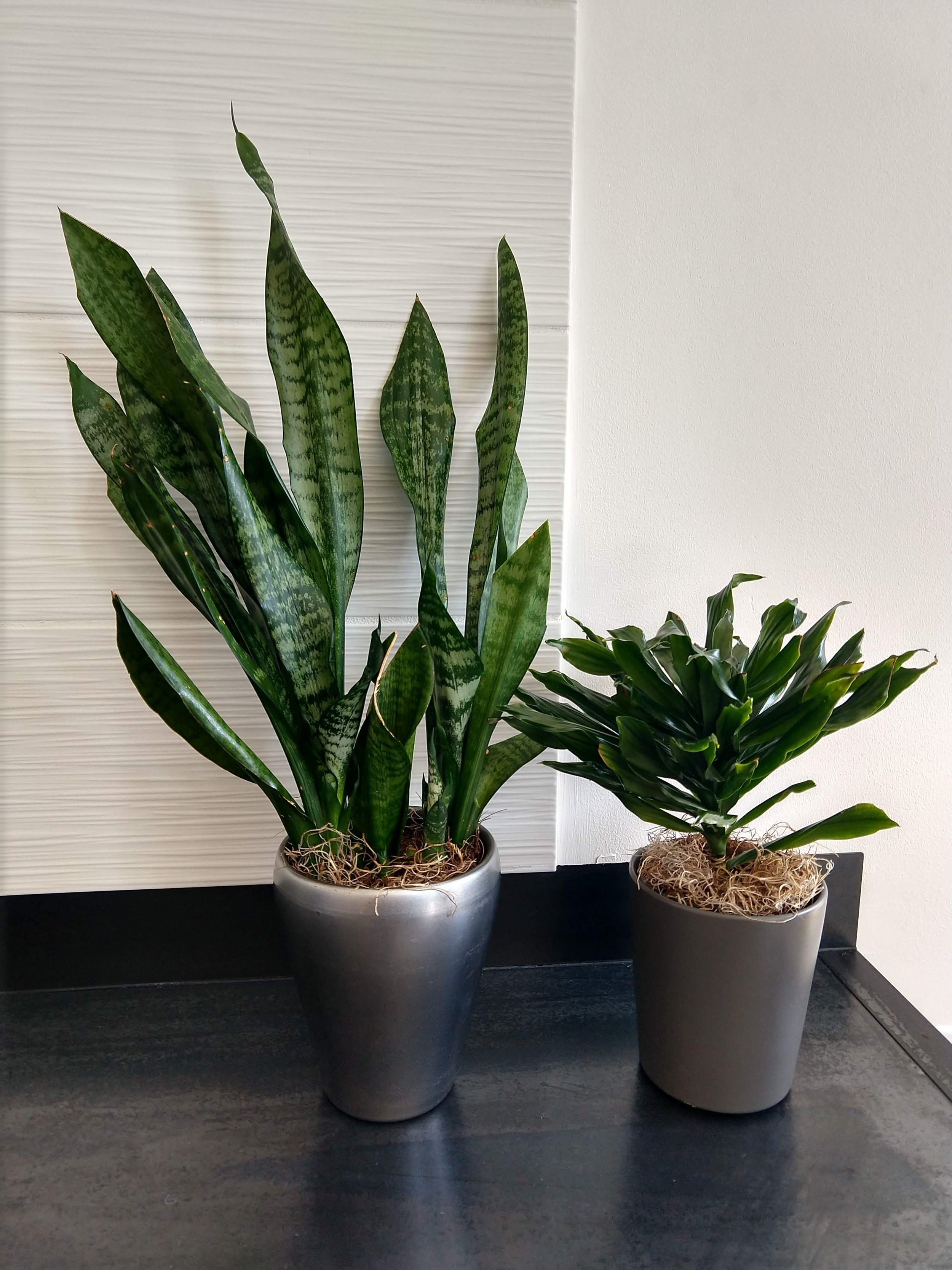5 inch Ceramic containers with snake plants and Dracena adding subtle greenery to a residential space in Boise, Idaho.