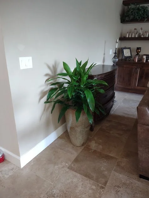 Feature plant positioned beside a cabinet, adding height and balance to a Boise residential interior.
