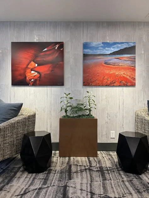 White elegant orchids to enhance the space for a grand reopening after a large remodel for a local luxury hotel in downtown Boise, Idaho. Cared and maintained by a professional Interior plant maintenance company.