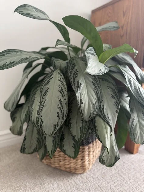 Blush greenery integrated into a Boise residential Interior.