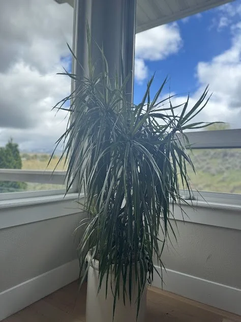 Refined interior plant design in a Boise residential setting after.