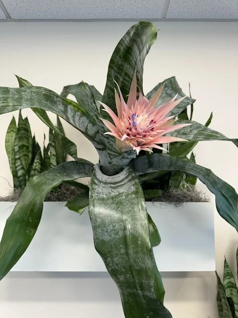 Bromeliad accent installation thoughtfully placed to enhance a large plant display and professionally maintained in the Treasure Valley.
