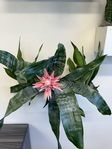 Bromeliad color accent, designed for interior styling and professionally maintained by The Plant People.