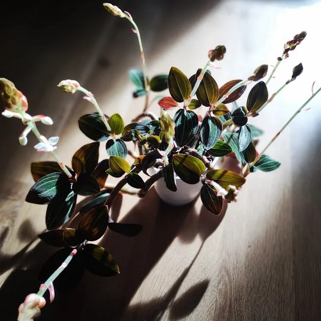 Specialty jewel orchid, showcased for its unique texture and refined presence, professionally maintained in the Treasure Valley.