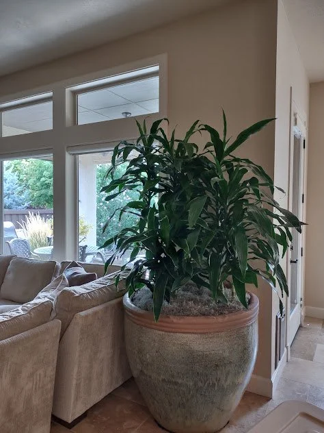Layered Dracaena planting in a large container styled as a backdrop behind a sofa along a wall in a private residence, Boise, Idaho.