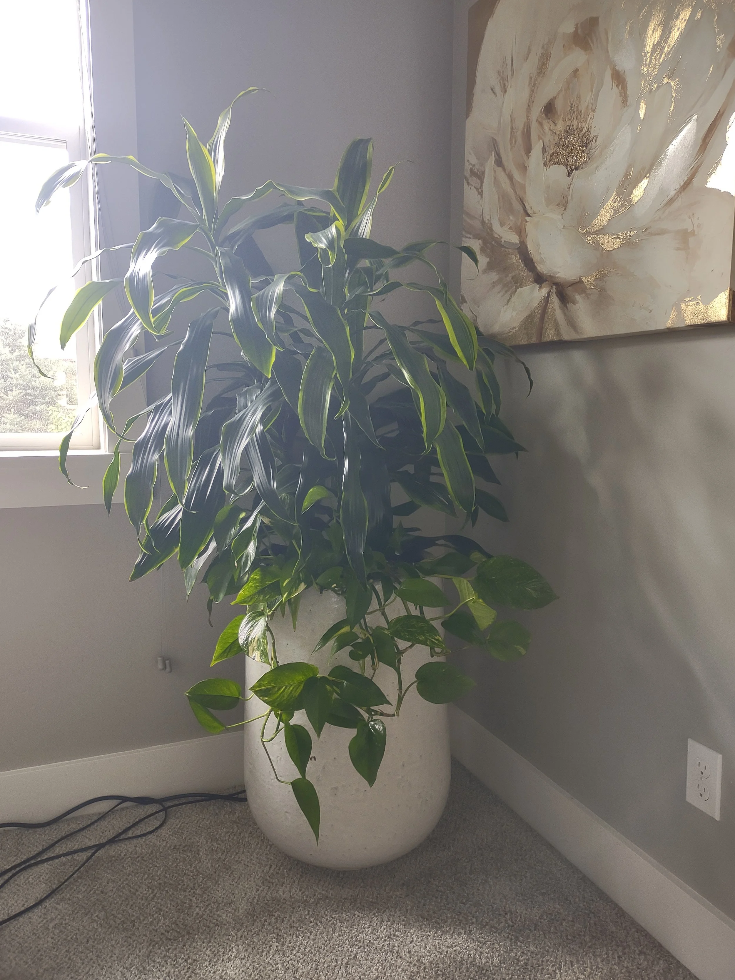 Lush tropical plant arrangement enhancing Home Office and Boise Residence.