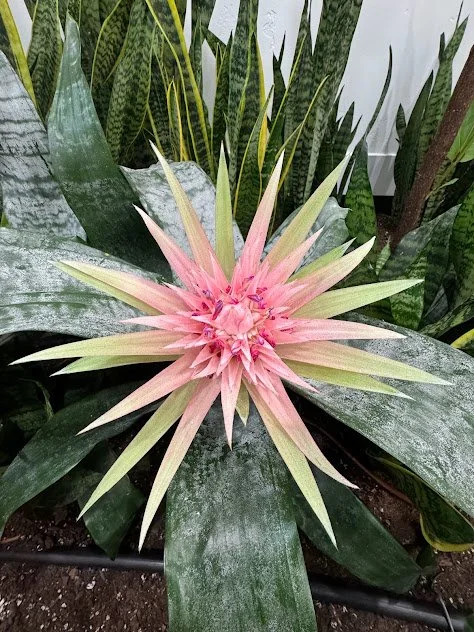 Specimen bromeliad showcased for its bold form and uncommon coloration professionally maintained by The Plant People.