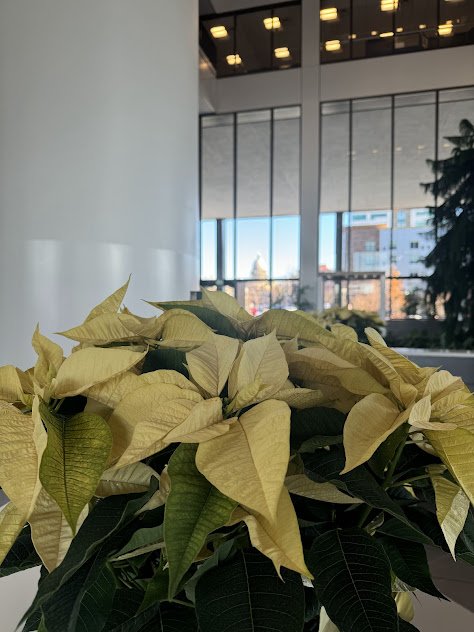 Large white poinsettia arrangement in Boise Idaho professional space maintained through interior plant care