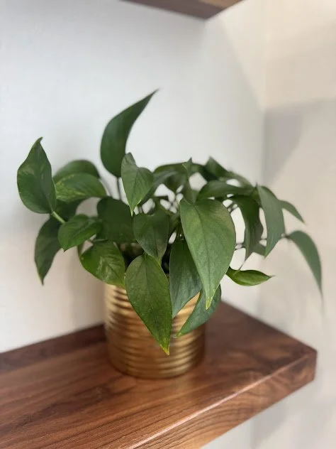 Plant styling in a interior residential home Boise.