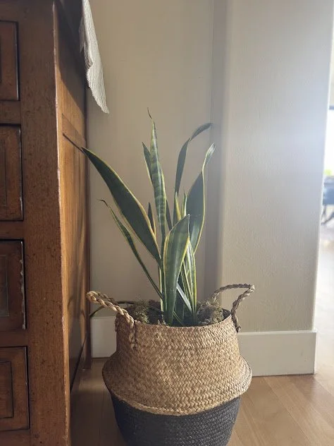 Residential plant installation in a Boise home before.