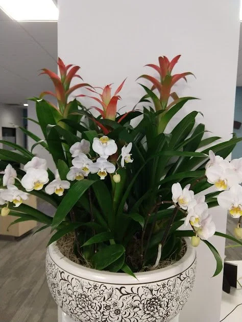 White orchid and red and pink bromeliad arrangement in Boise, Idaho. Professional space designed to maintain for long term plant health.